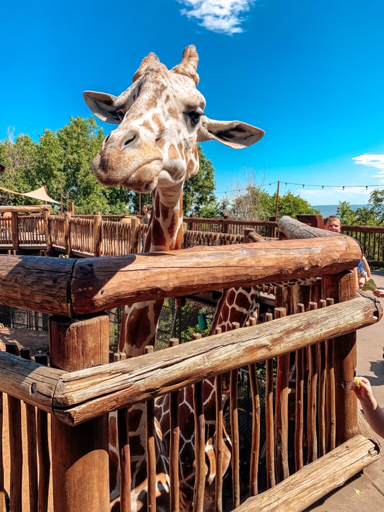cheyenne mountain zoo colorado springs