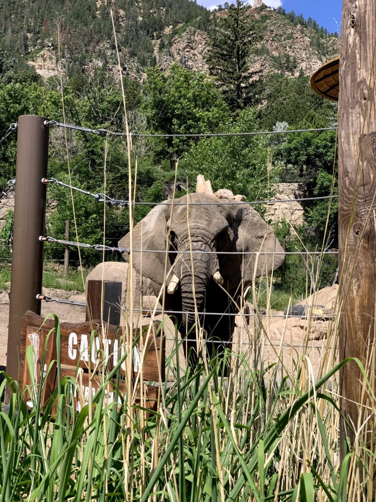 cheyenne mountain zoo colorado springs