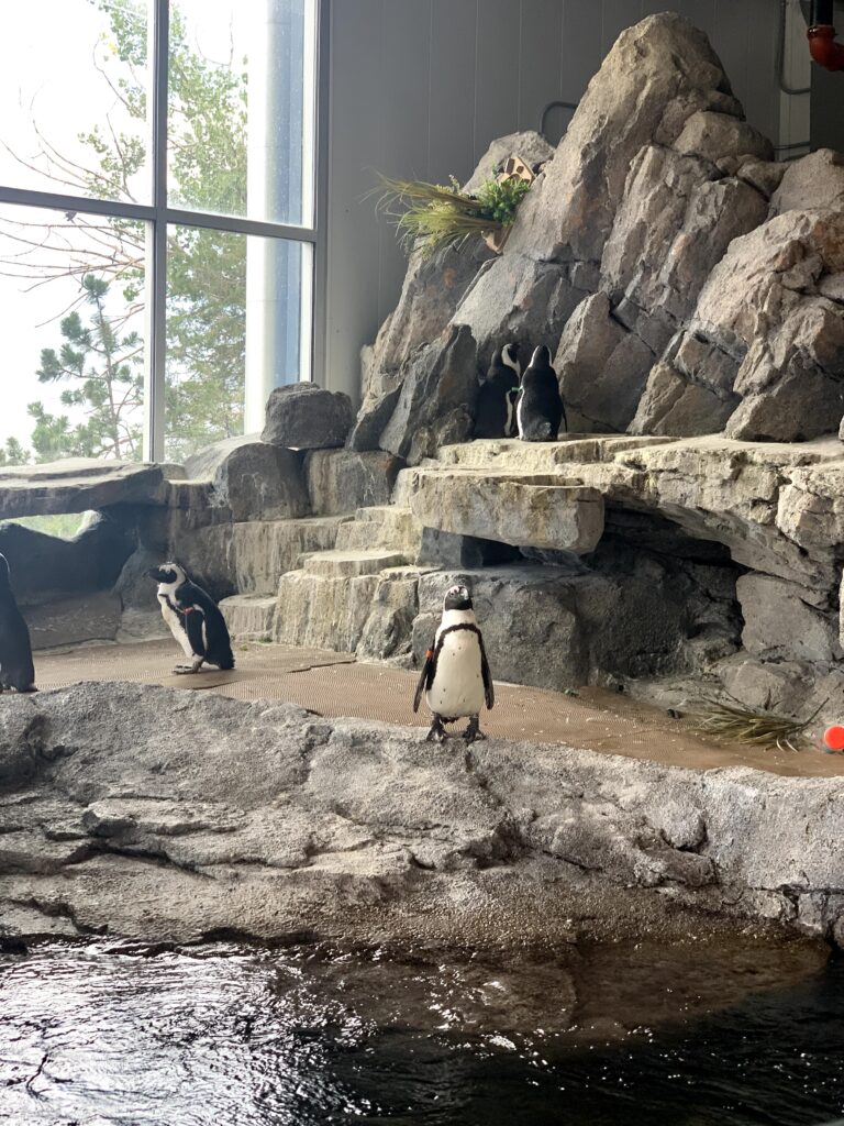 cheyenne mountain zoo colorado springs