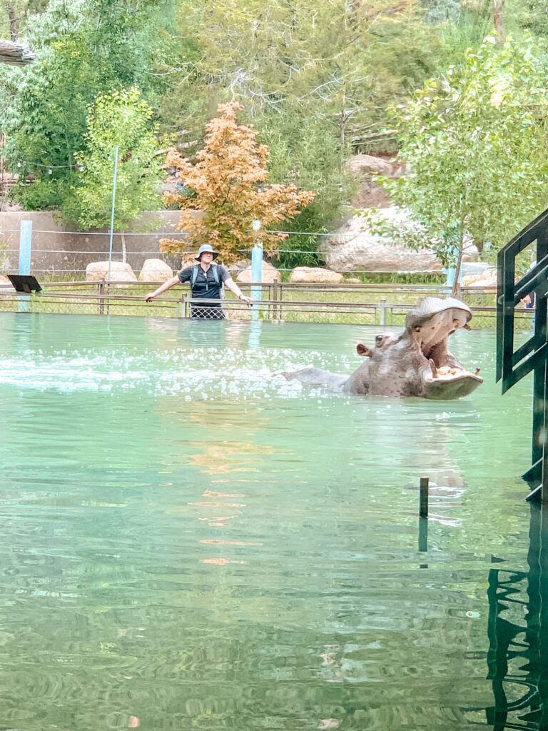 cheyenne mountain zoo colorado springs