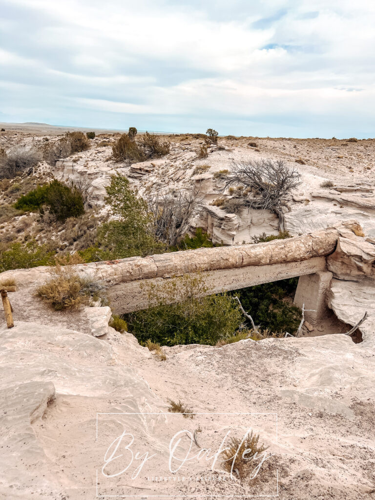 petrified forest national park