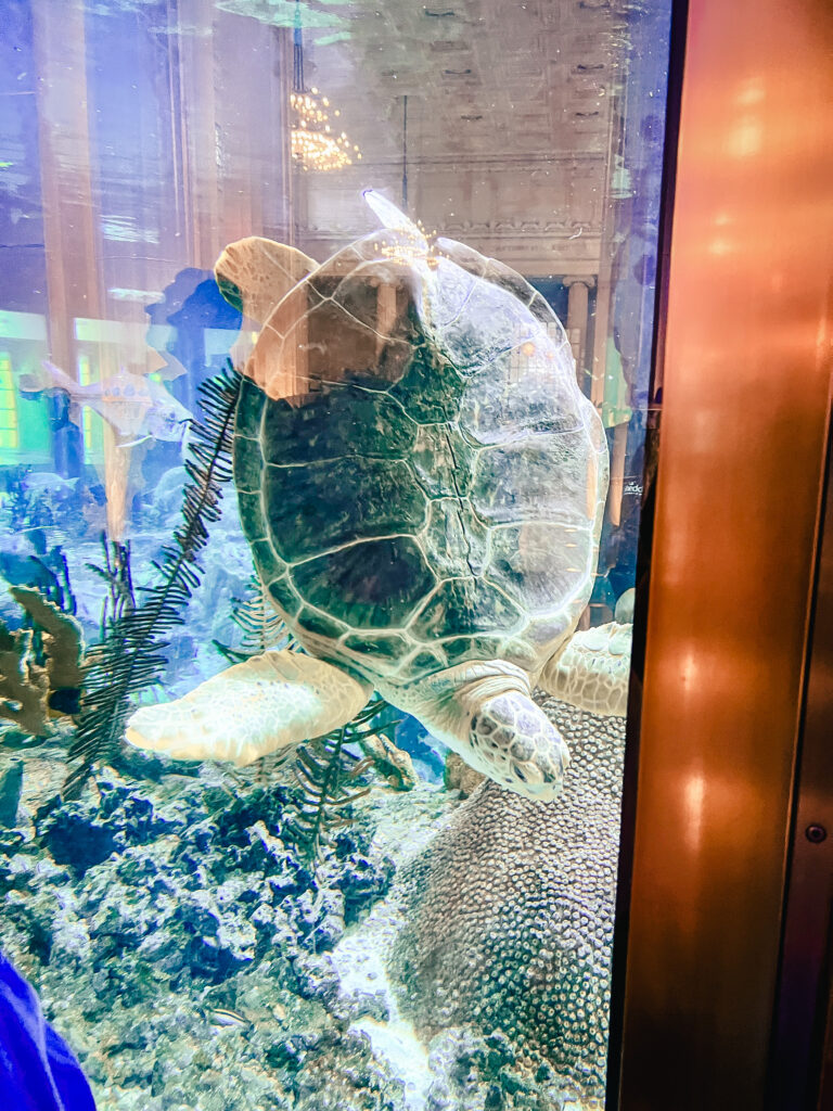 shedd aquarium chicago