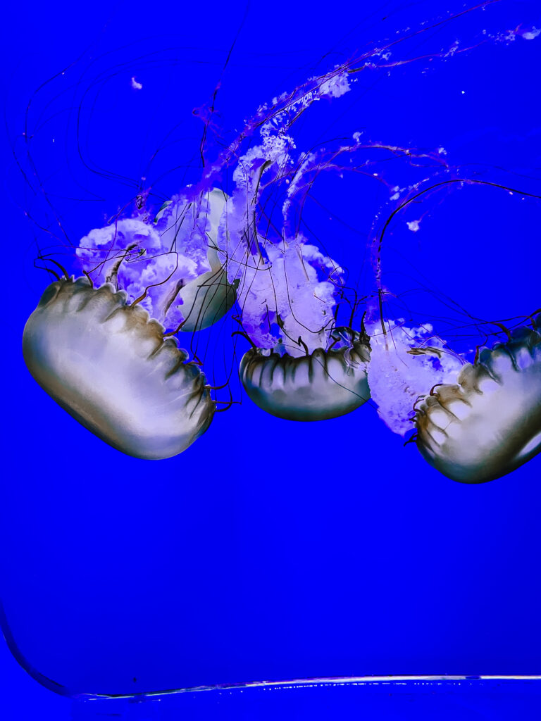 shedd aquarium chicago